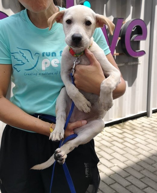 Creamy - Labrador Retriever Mix Dog