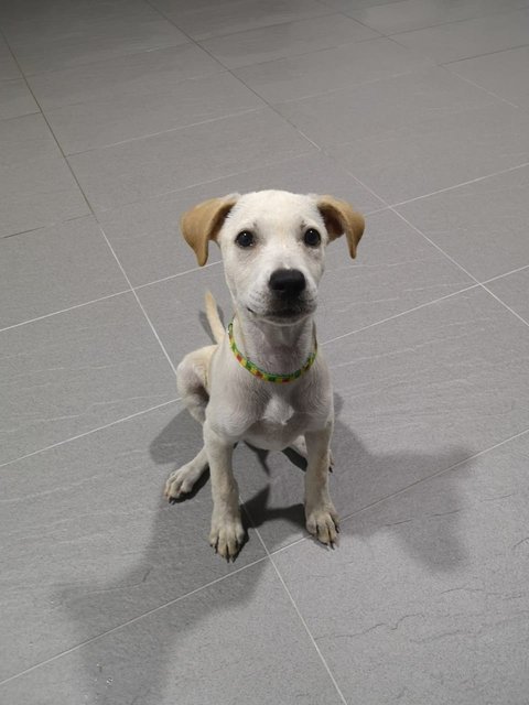 Creamy - Labrador Retriever Mix Dog