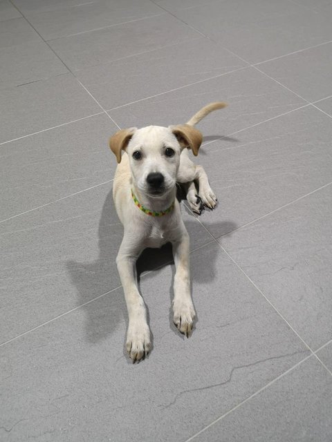 Creamy - Labrador Retriever Mix Dog