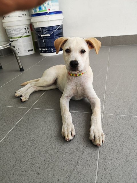 Creamy - Labrador Retriever Mix Dog