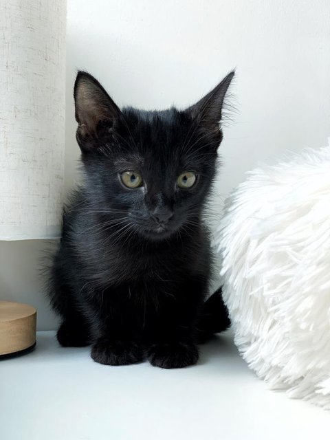 Black Noir - Domestic Short Hair Cat