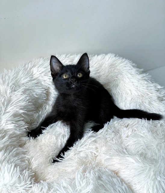 Black Noir - Domestic Short Hair Cat