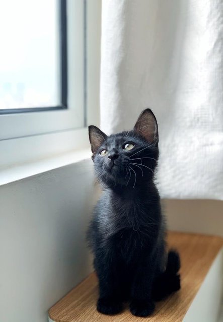 Black Noir - Domestic Short Hair Cat