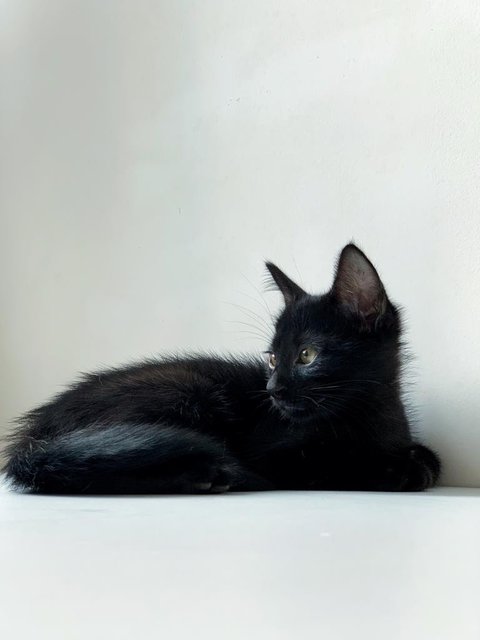 Black Noir - Domestic Short Hair Cat