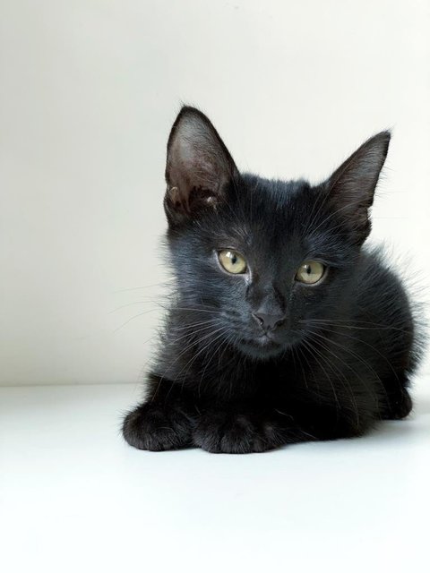 Black Noir - Domestic Short Hair Cat