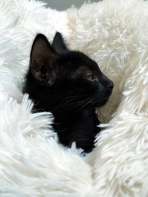 Black Noir - Domestic Short Hair Cat