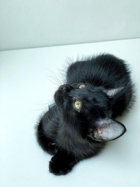 Black Noir - Domestic Short Hair Cat