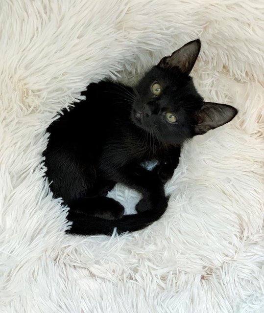 Black Noir - Domestic Short Hair Cat