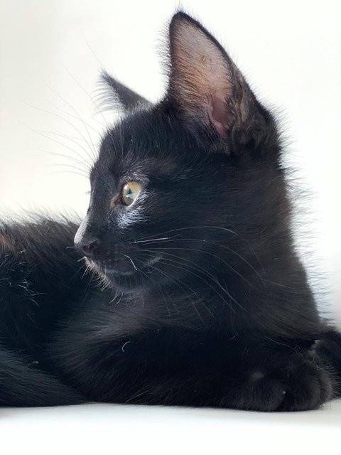 Black Noir - Domestic Short Hair Cat