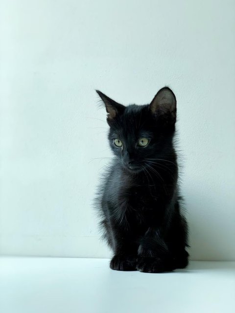 Black Noir - Domestic Short Hair Cat