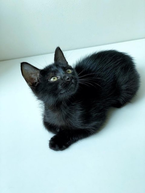 Black Noir - Domestic Short Hair Cat