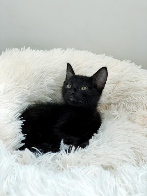 Black Noir - Domestic Short Hair Cat