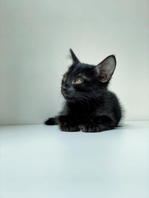 Black Noir - Domestic Short Hair Cat