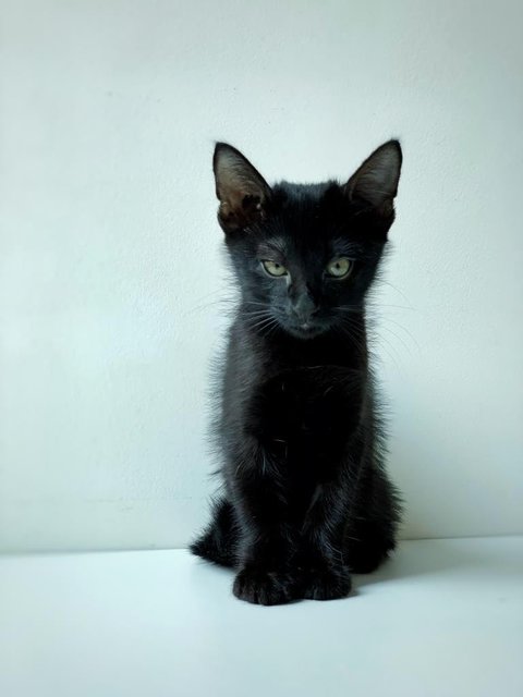 Black Noir - Domestic Short Hair Cat