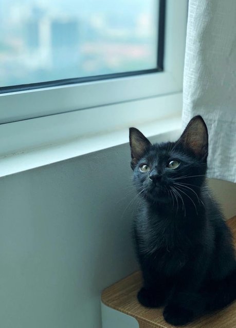 Black Noir - Domestic Short Hair Cat