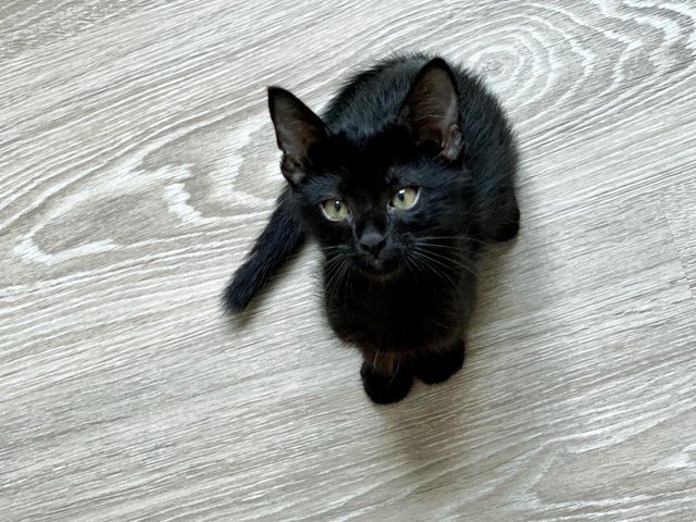 Black Noir - Domestic Short Hair Cat