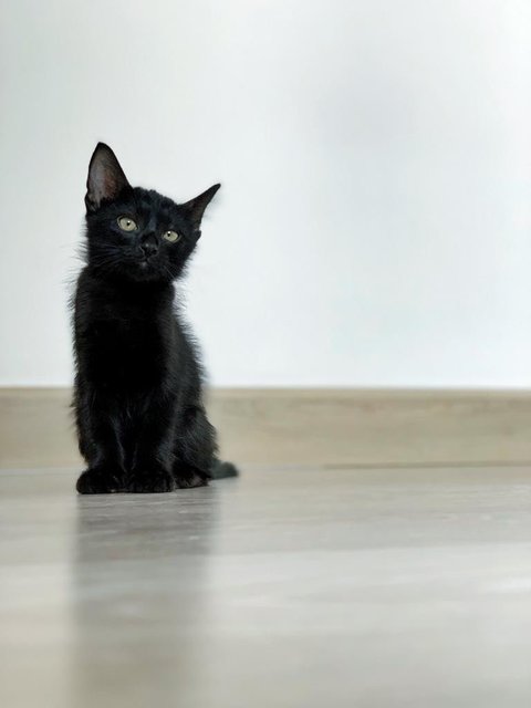 Black Noir - Domestic Short Hair Cat