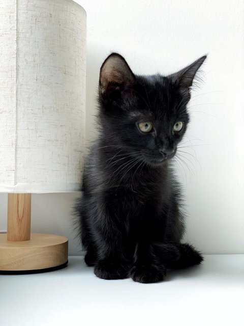 Black Noir - Domestic Short Hair Cat