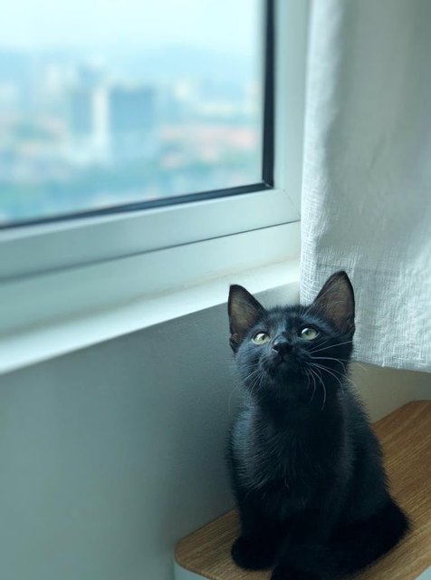 Black Noir - Domestic Short Hair Cat