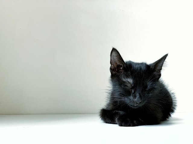 Black Noir - Domestic Short Hair Cat