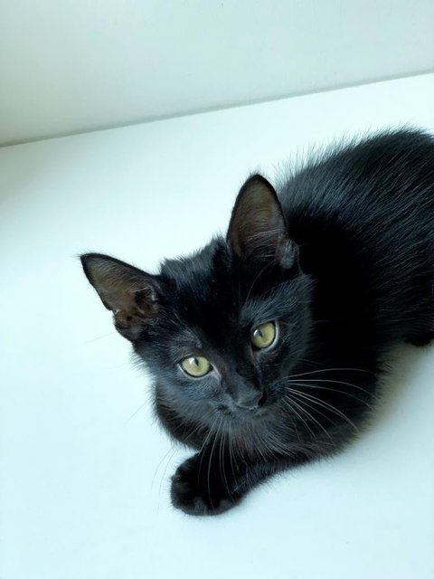 Black Noir - Domestic Short Hair Cat