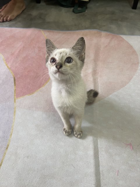 Baby - Domestic Short Hair Cat