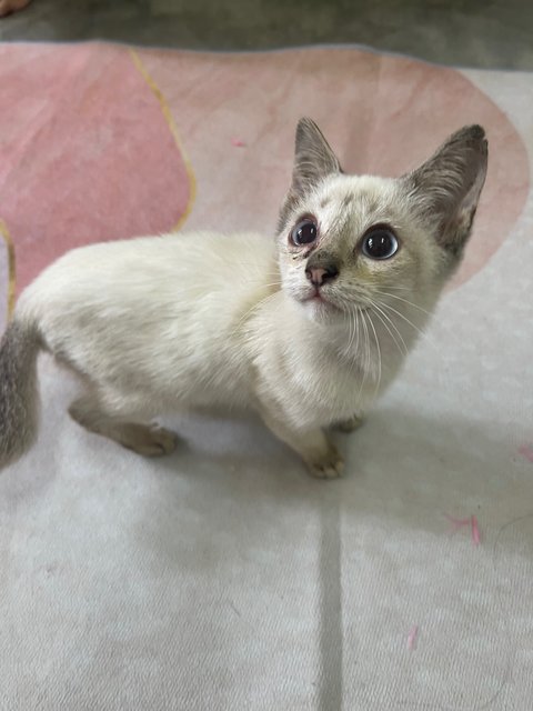 Baby - Domestic Short Hair Cat