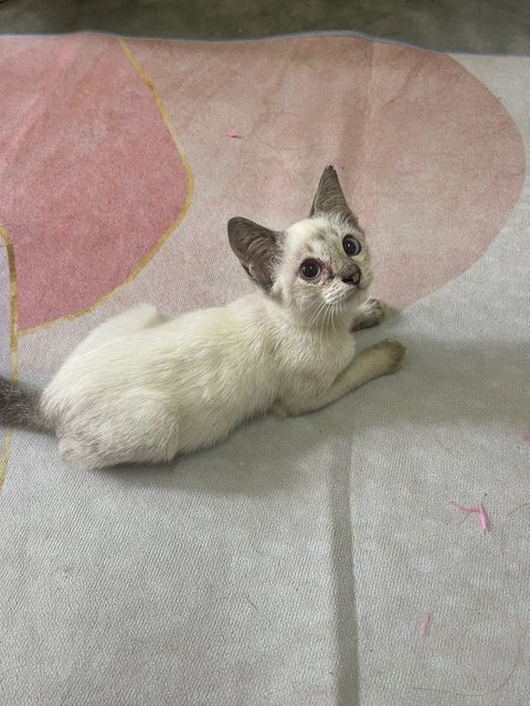 Baby - Domestic Short Hair Cat