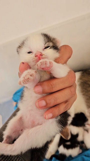 Mommy With 5 Newborn - Domestic Short Hair Cat