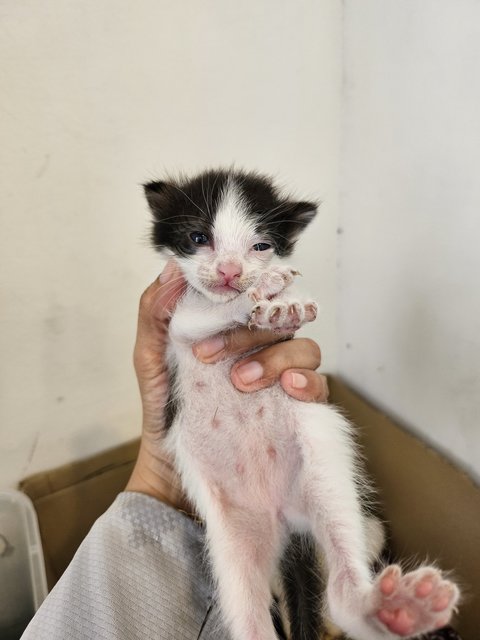 Mommy With 5 Newborn - Domestic Short Hair Cat