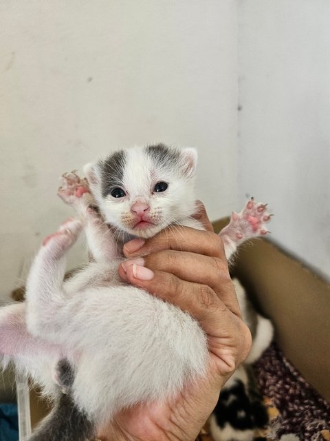 Mommy With 5 Newborn - Domestic Short Hair Cat