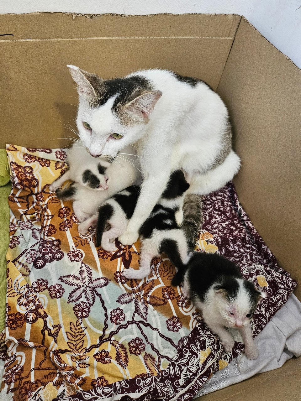 Mommy With 5 Newborn - Domestic Short Hair Cat