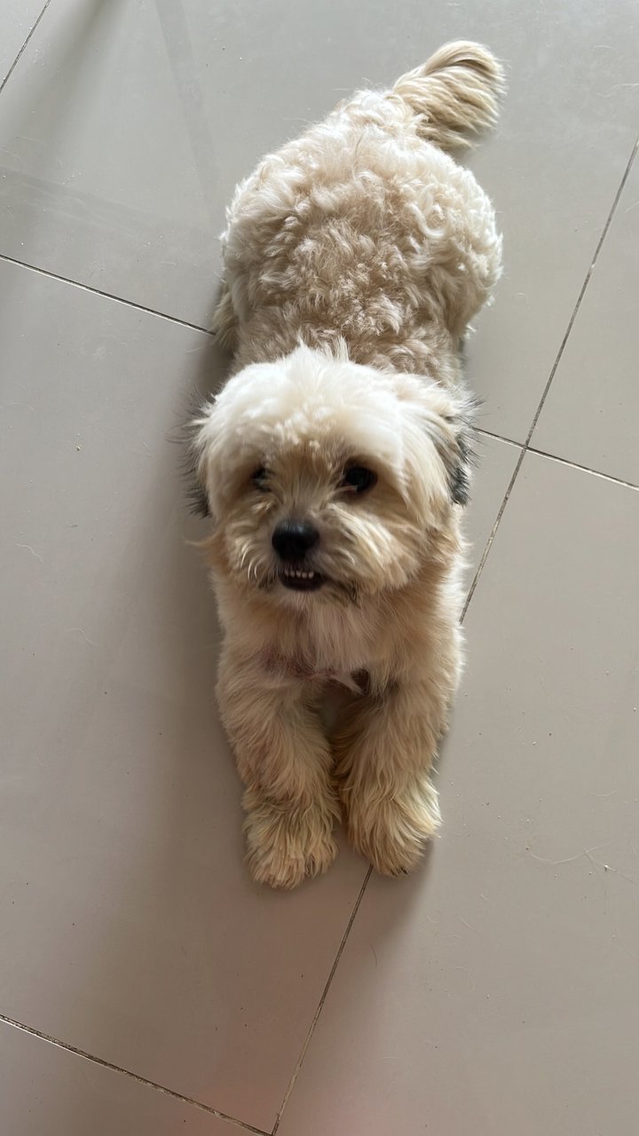 Browny - Shih Tzu + Dachshund Dog