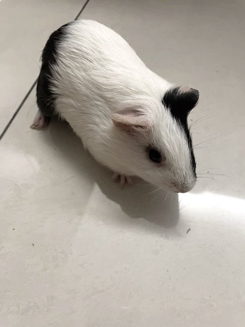 Cookie, Oreo, Momo, Mochi - Guinea Pig Small & Furry