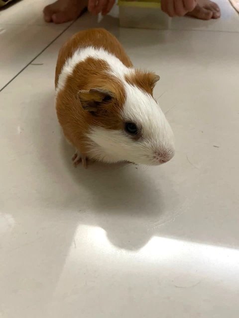 Cookie, Oreo, Momo, Mochi - Guinea Pig Small & Furry