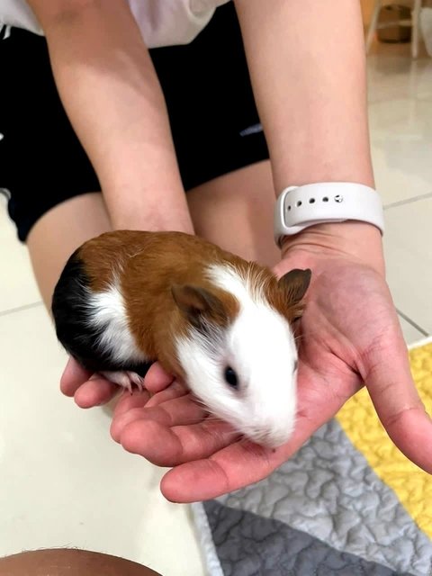 Cookie, Oreo, Momo, Mochi - Guinea Pig Small & Furry