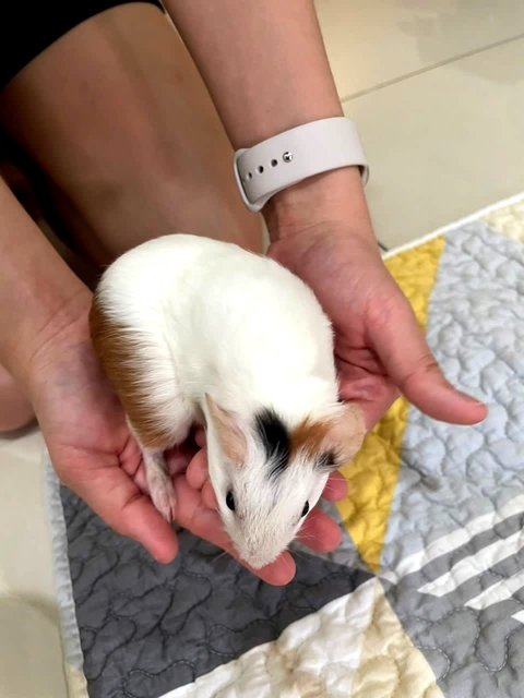 Cookie, Oreo, Momo, Mochi - Guinea Pig Small & Furry