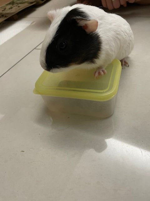 Cookie, Oreo, Momo, Mochi - Guinea Pig Small & Furry