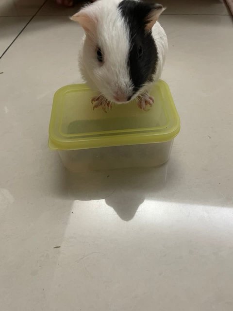 Cookie, Oreo, Momo, Mochi - Guinea Pig Small & Furry