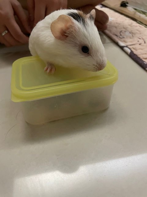 Cookie, Oreo, Momo, Mochi - Guinea Pig Small & Furry