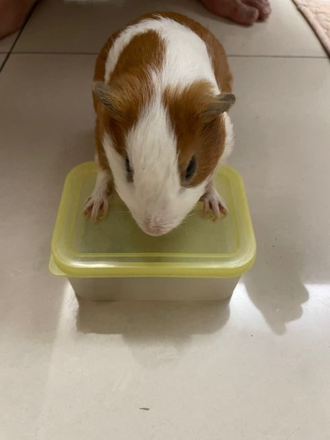 Cookie, Oreo, Momo, Mochi - Guinea Pig Small & Furry