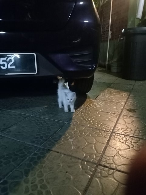 Stray Cat 2 - Domestic Short Hair Cat