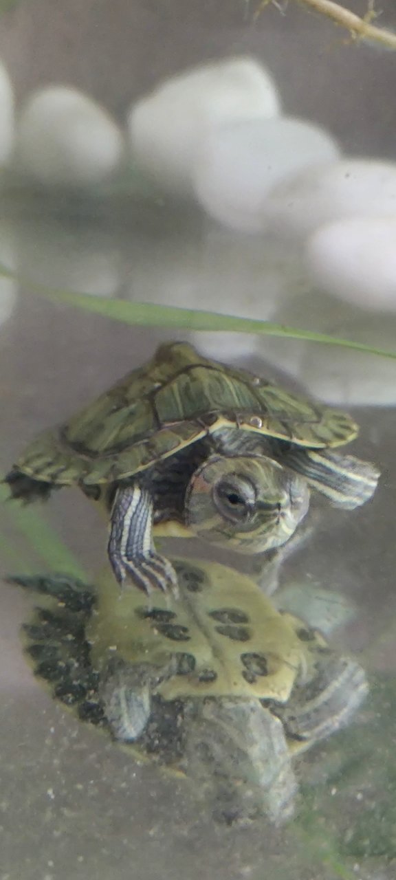 Lily - Turtle Reptile