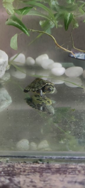 Lily - Turtle Reptile