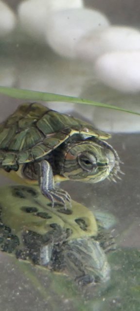 Lily - Turtle Reptile