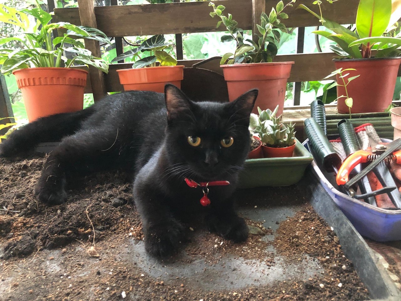 Baby Cha - Domestic Short Hair Cat