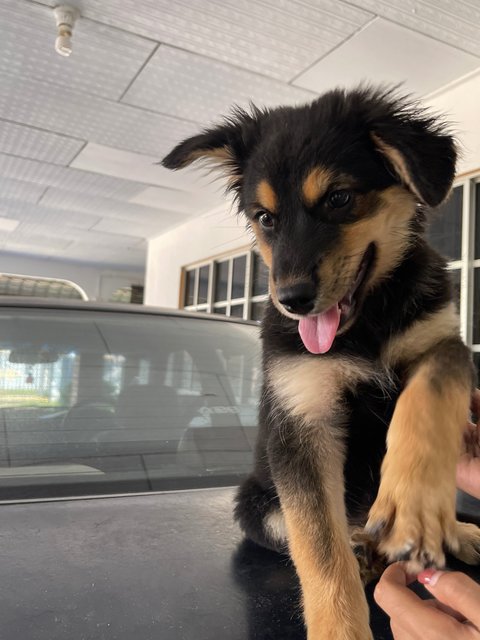 Enoki - Husky Mix Dog