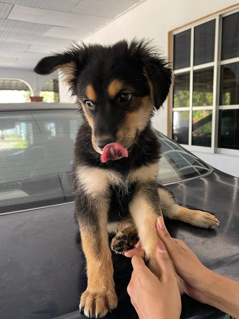 Enoki - Husky Mix Dog