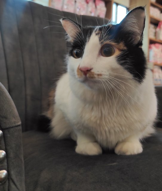 Mamij. - Turkish Van Cat