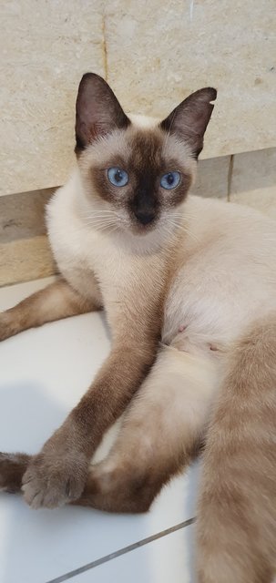 Xandra - Siamese + Domestic Short Hair Cat